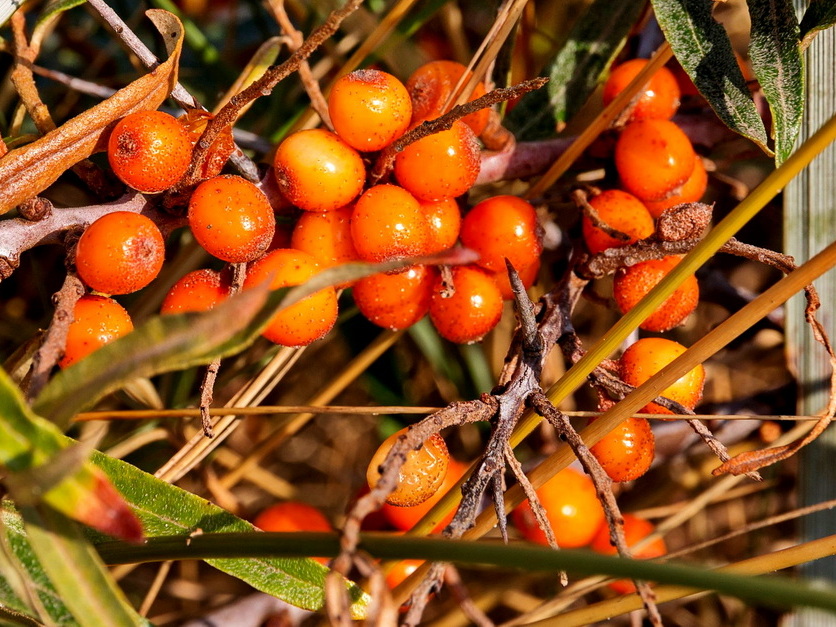 Sanddorn - Hippophae rhamnoides Sanddorn - Hippophae rhamnoides