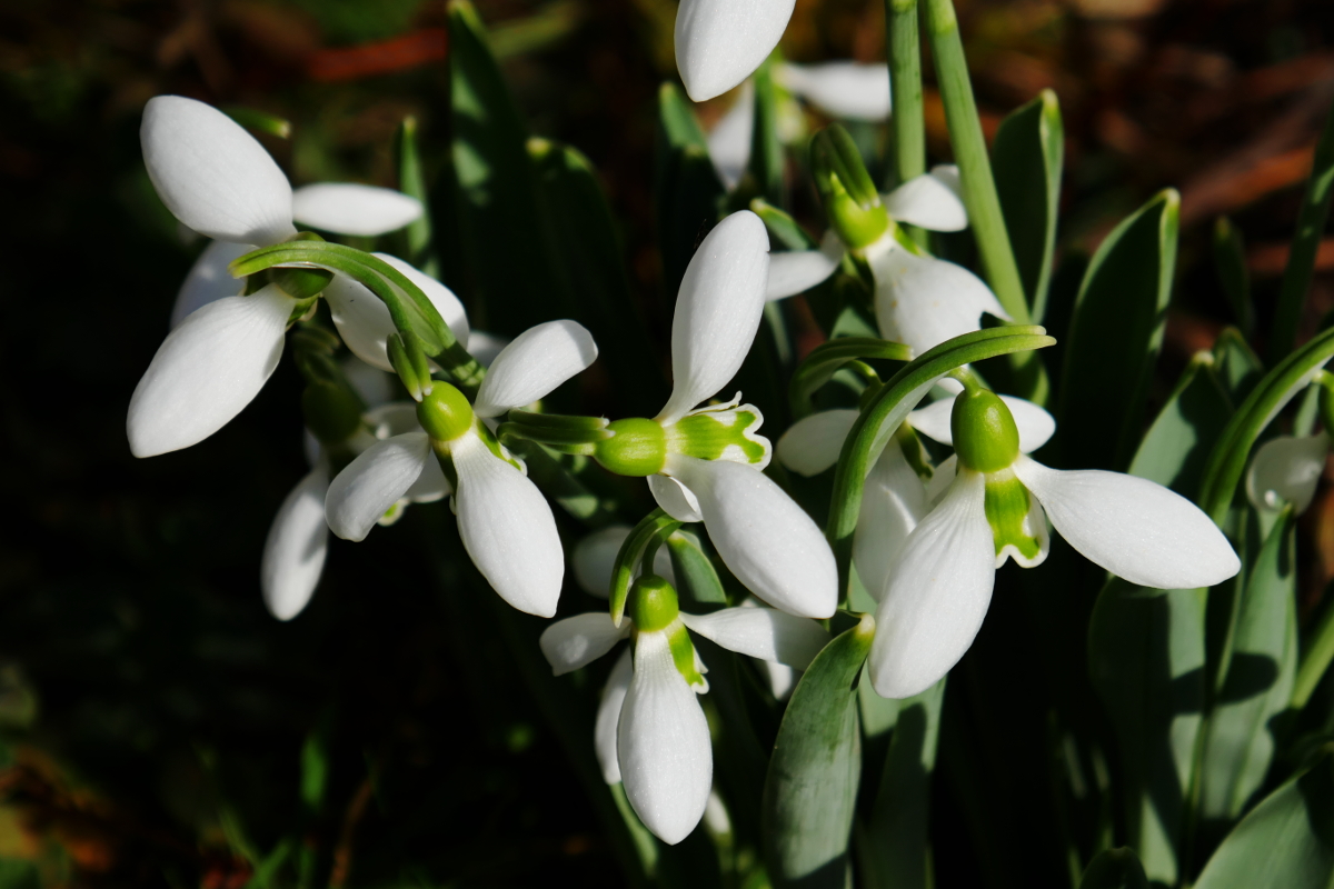 Schneeglöckchen Schneeglöckchen