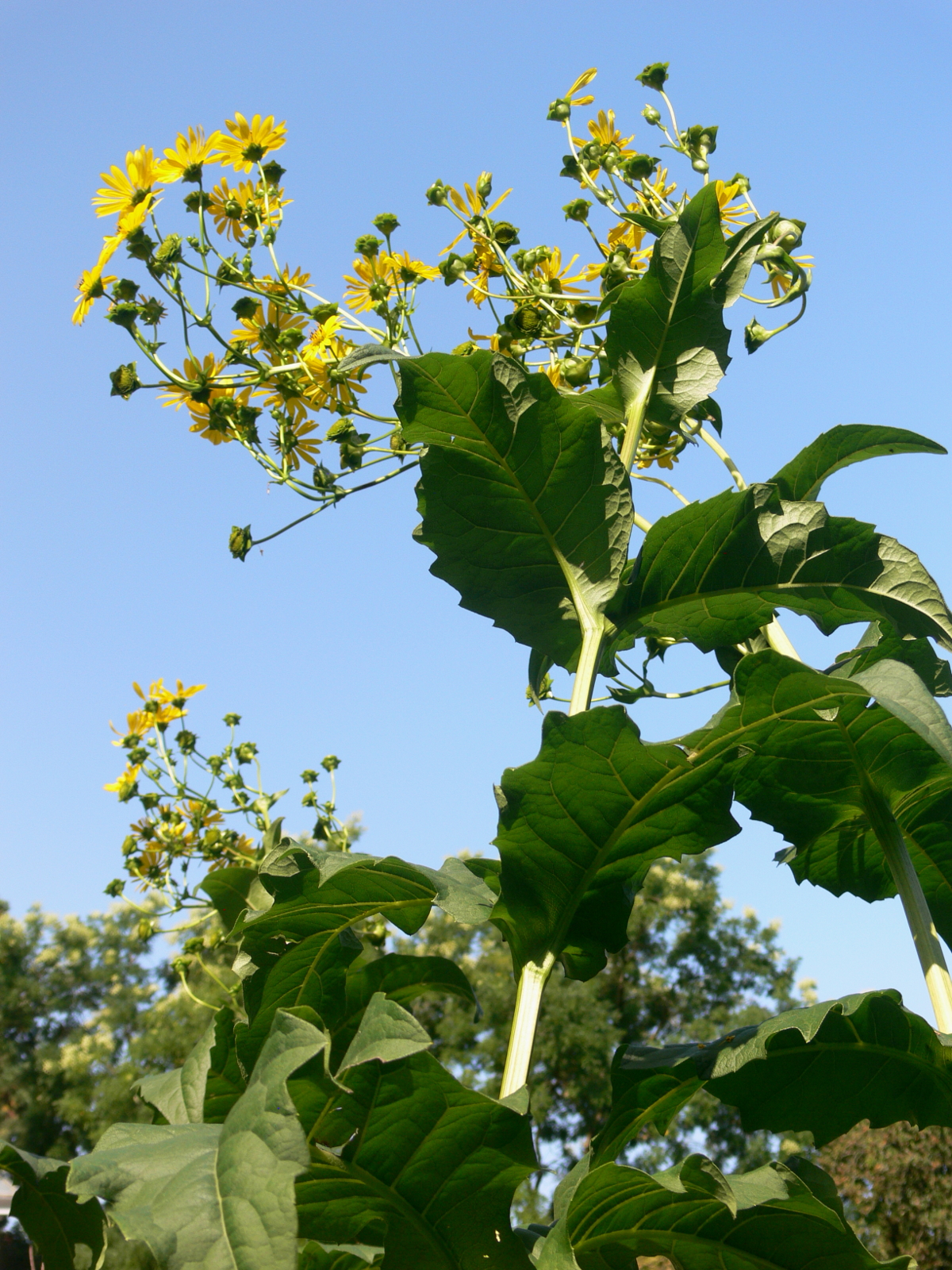 Silphium perfoliatum - Verwachsenblättrige Becherpflanze
