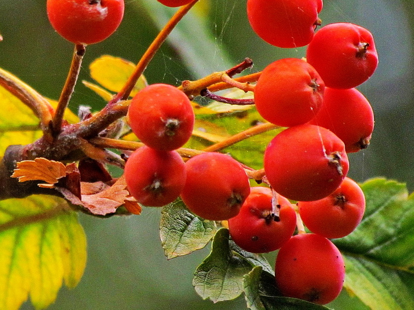 Schwedische Mehlbeere - Sorbus intermedia Schwedische Mehlbeere - Sorbus intermedia