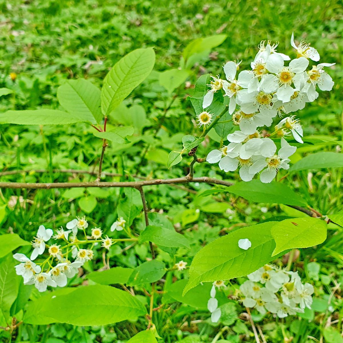 Trauben-Kirsche - Prunus padus Zukunftsbaum Trauben-Kirsche - Prunus padus Zukunftsbaum