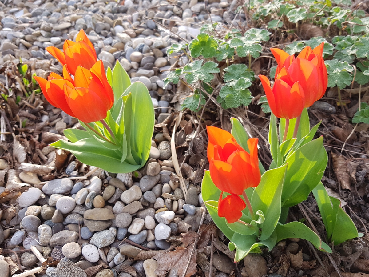 Wildtulpen auf Schotter-Grünstreifen in Ulm Wildtulpen auf Schotter-Grünstreifen in Ulm