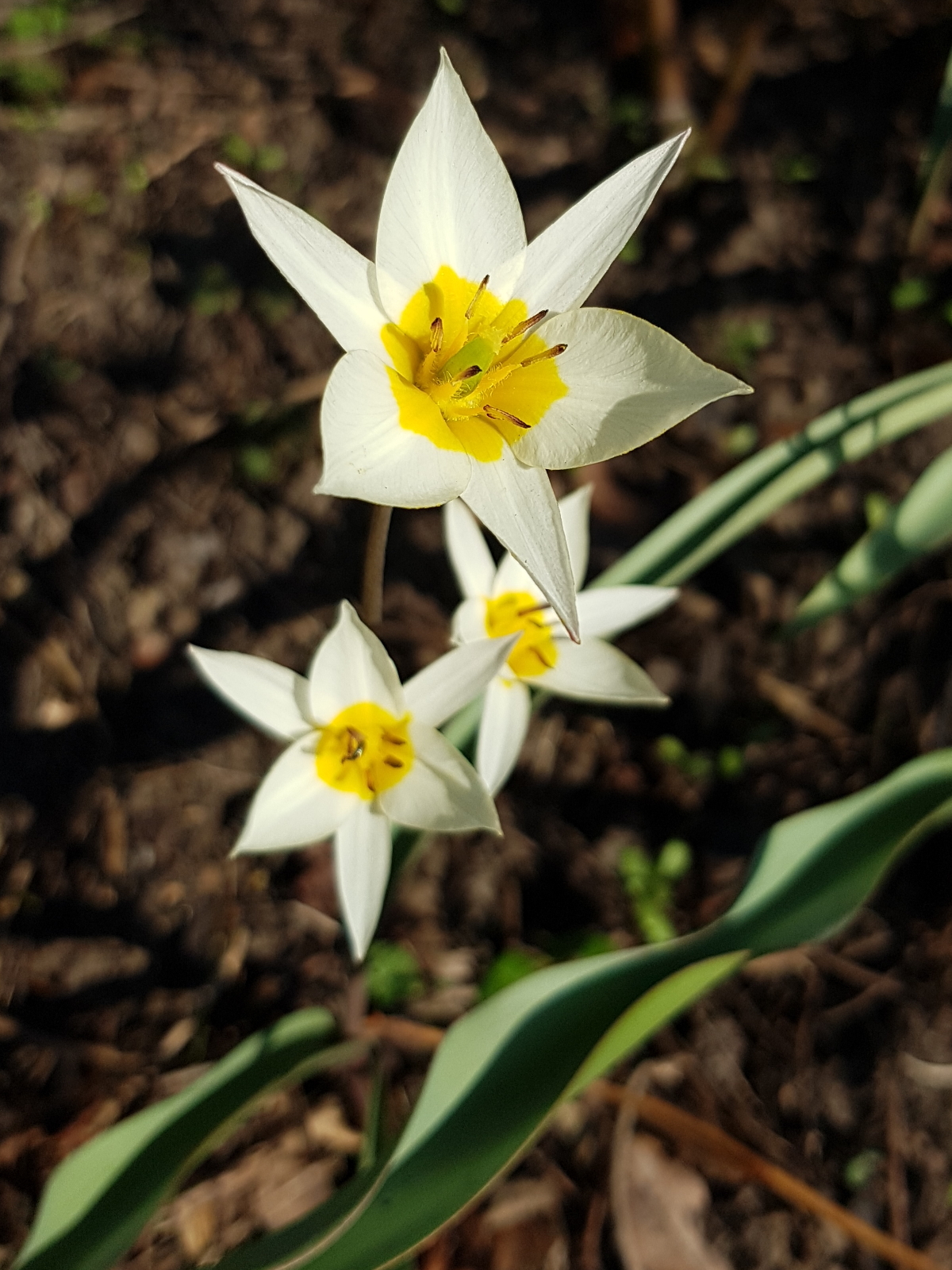 2019 Tulipa tarda in Grünstreifen Bad Buchau 2019 Tulipa tarda in Grünstreifen Bad Buchau
