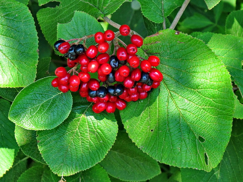 Wolliger Schneeball - Viburnum lantana Wolliger Schneeball - Viburnum lantana