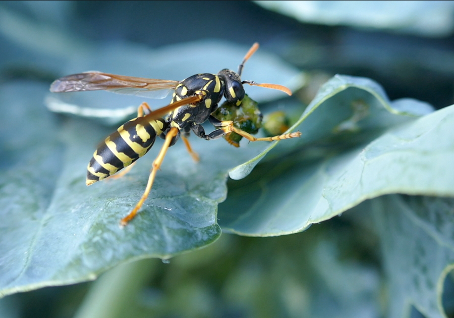 Wespe fängt Kohlweißlings-Raupe Wespe fängt Kohlweißlings-Raupe