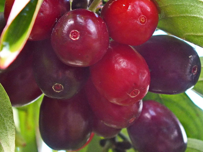 Kornelkirsche - Cornus mas Kornelkirsche - Cornus mas